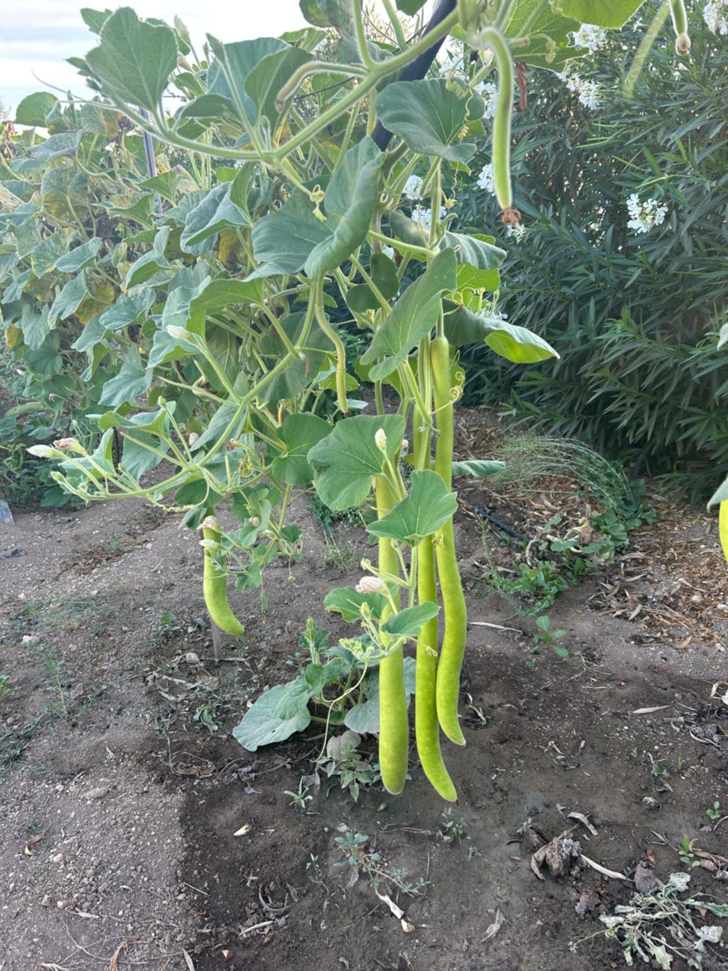 Baglio il Gelso e l'Ulivo appartamento il Fico Noto Esterno foto