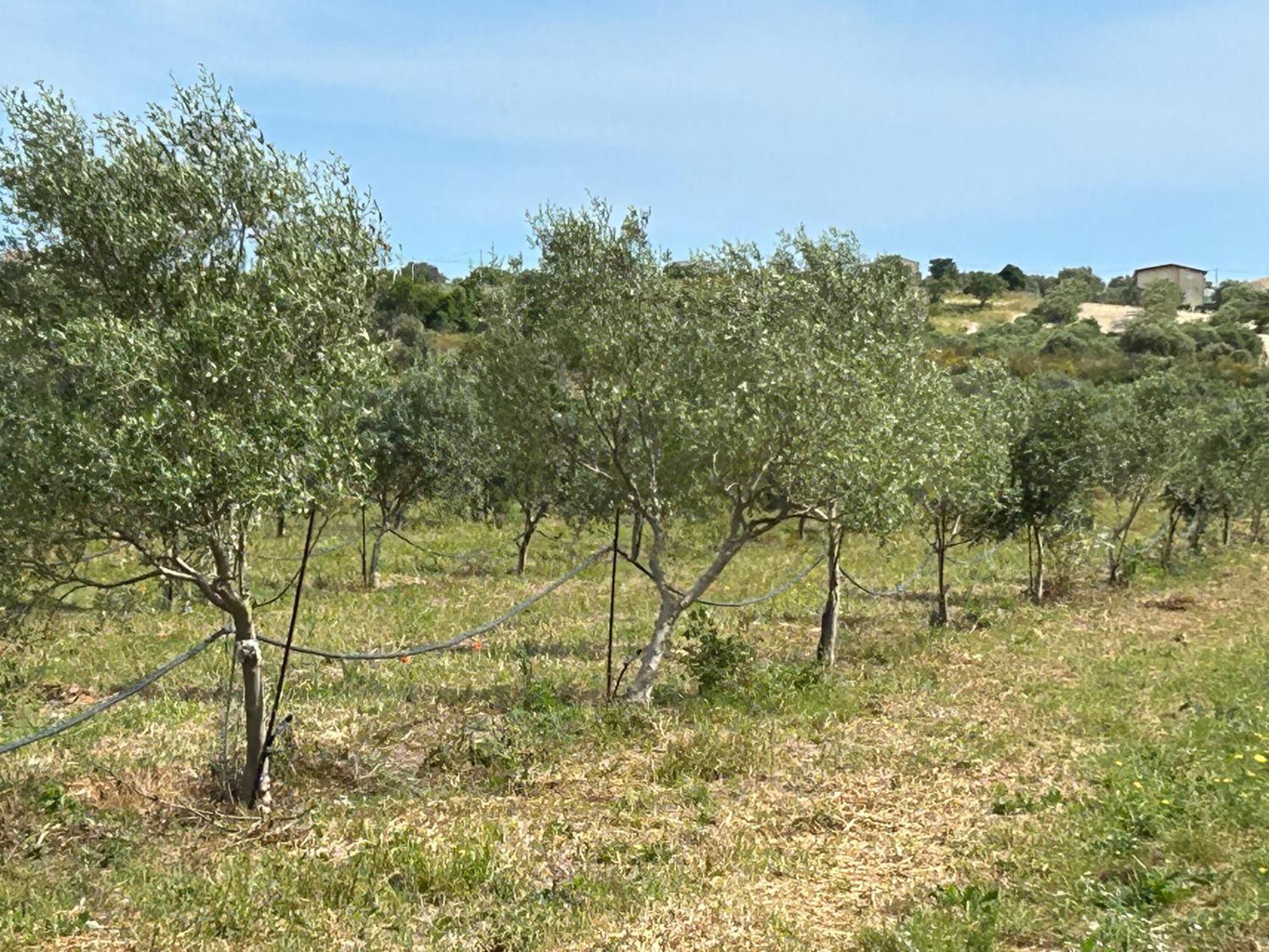 Baglio il Gelso e l'Ulivo appartamento il Fico Noto Esterno foto